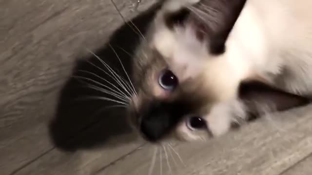 Two Twin Kitten Playing