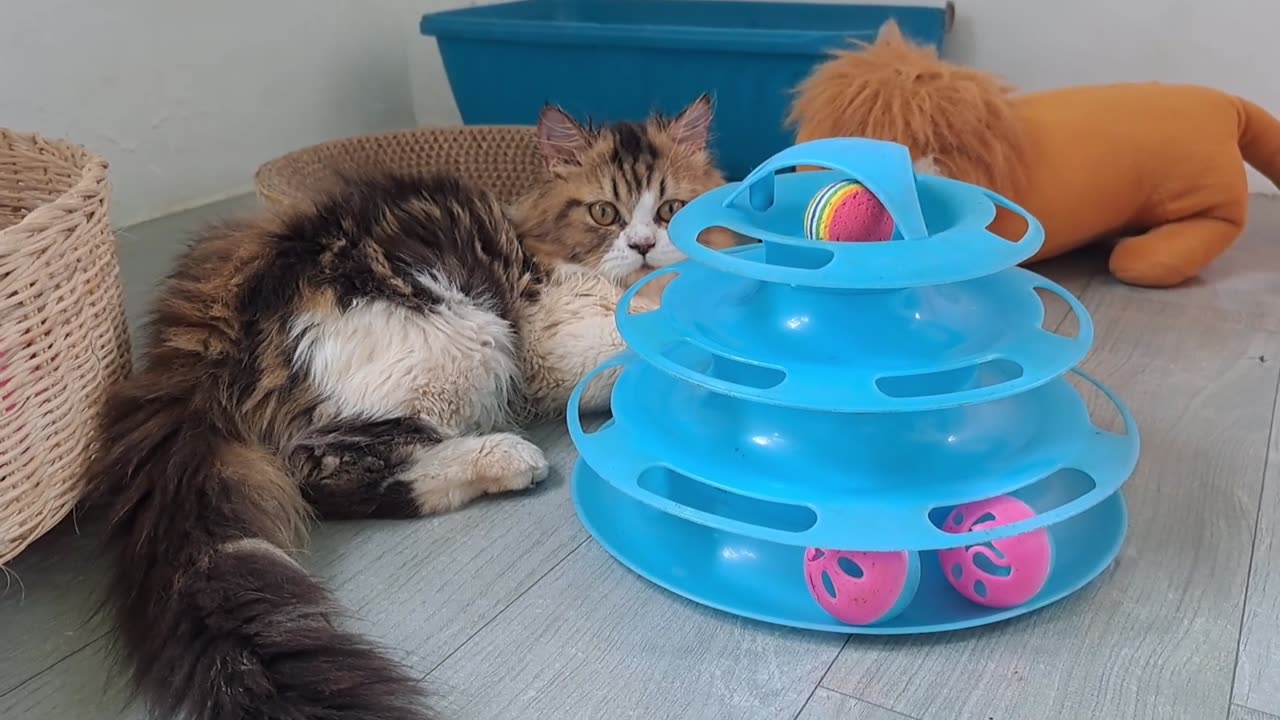 Kitten Qiqi sees mother cat Millie relaxing on the cupboard and tries to tell her to come down