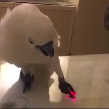Bird world funny video 6
