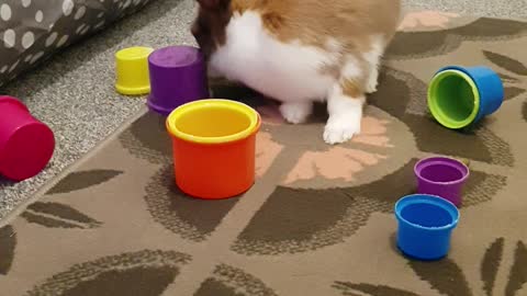 Bunny aggressively plays with her stacking cups