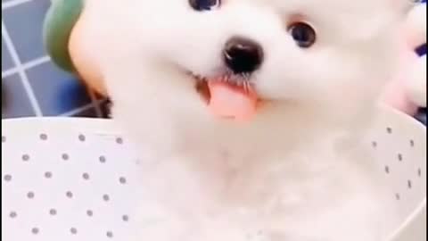 Cute baby dogs