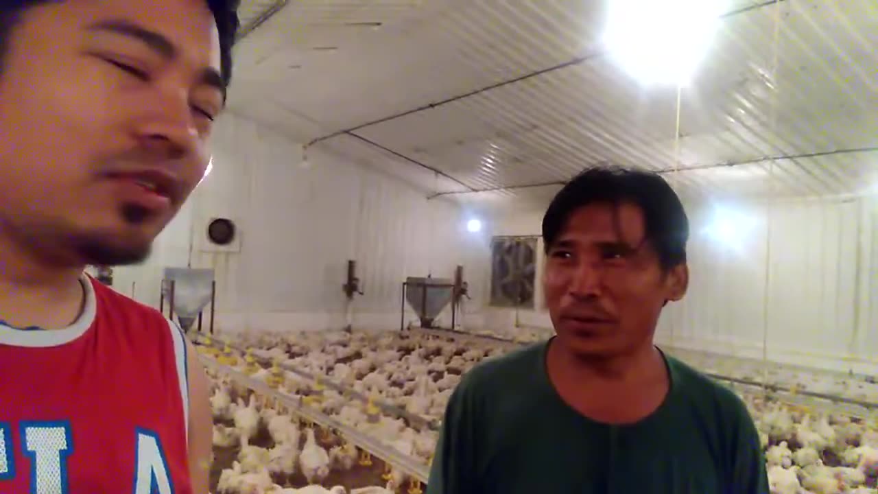 poultry farm in Saudi Arabia