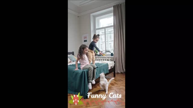 Child playing with strange cats