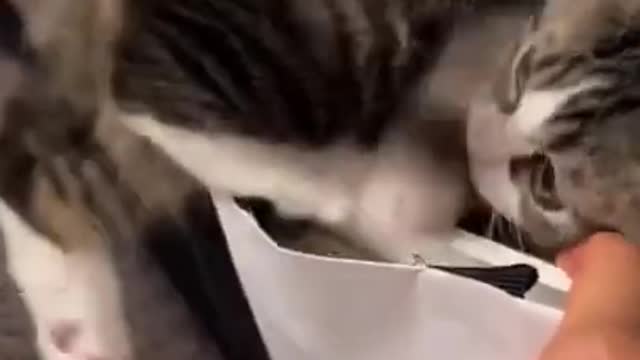 Cat and a bag