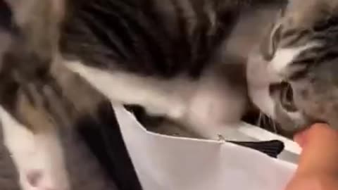 Cat and a bag