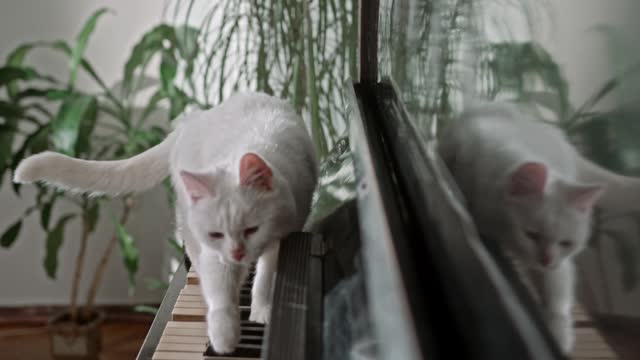 A white walking over the piano keys.Cat loves to doing that