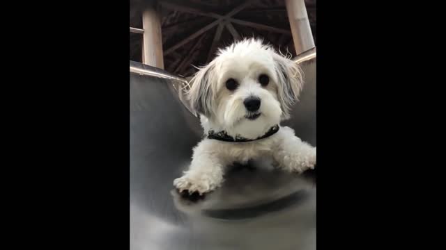 Cute little dog slipping from toy