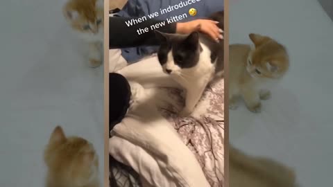 Funny Dogs and Cats make you feel better - Animals Loving Life