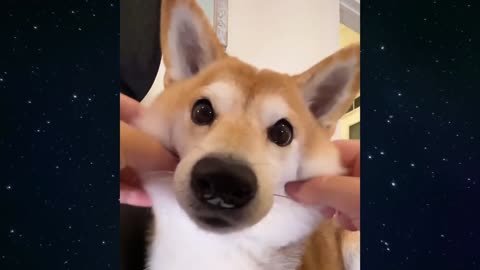 Funny Shiba Inu