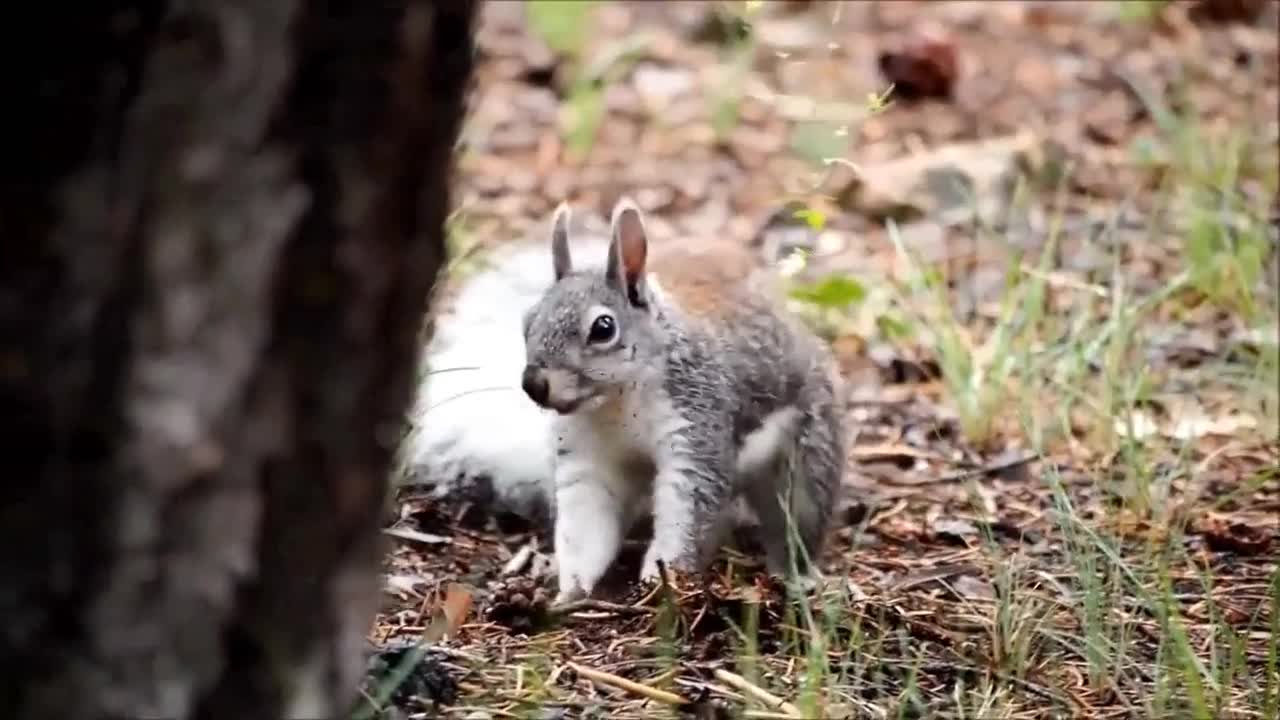 Beautiful Day Of Squirrel