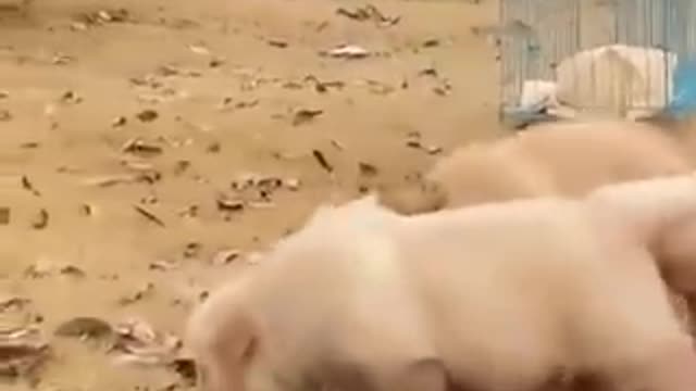 Funniest_cat_and_dog_video!! Part 14
