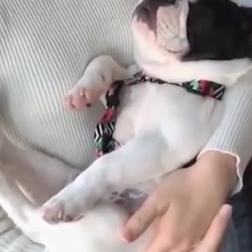 Kittens & Pups Cutest 2021 Try not to Laugh - 14