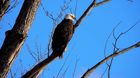 eagle cute