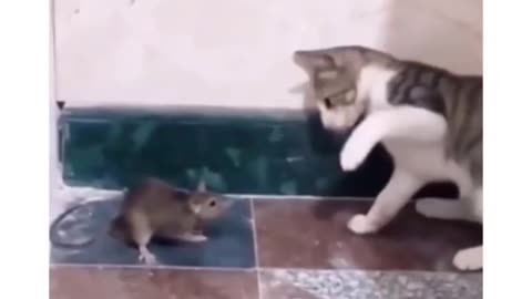 Tom & Jerry in real life