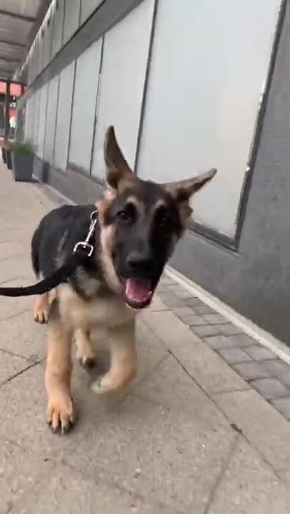 4.George the German Shepherd