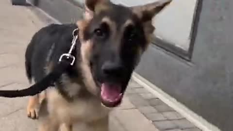 4.George the German Shepherd