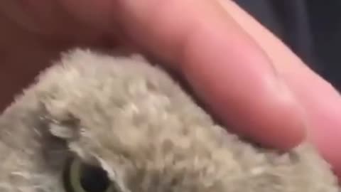 Best Funny Animal Videos of the year funniest animals ever with cute animals.AWW anim