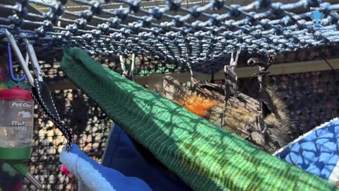 Juvenile flying-fox in care Pelican excels at the non-cooperation game