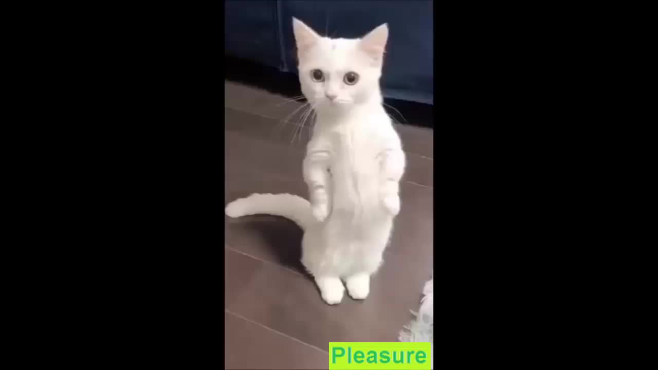 Funny Cats doing incredible things