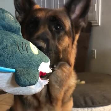 How NOVA really feels about #SharkWeek... 👀😬🦈