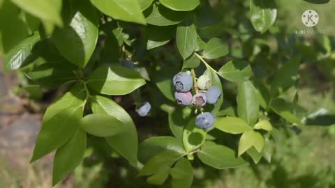 White berries fruit