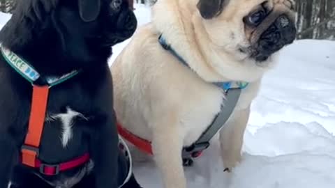 Funny moment the dog barks like a frog