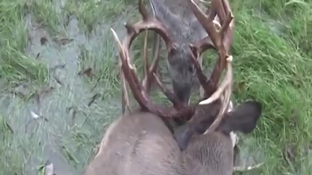 Rescue deer trapped with other horns.