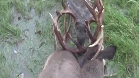 Rescue deer trapped with other horns.