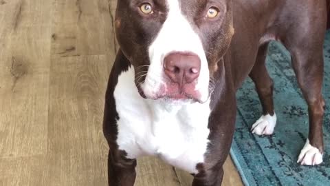 Pit bull reads at third grade level