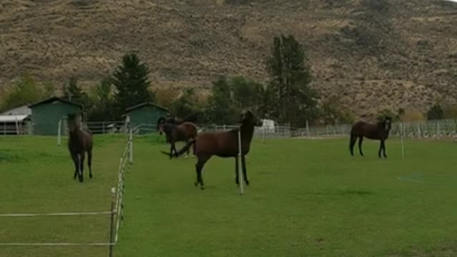 Livestock Farming Of Horses