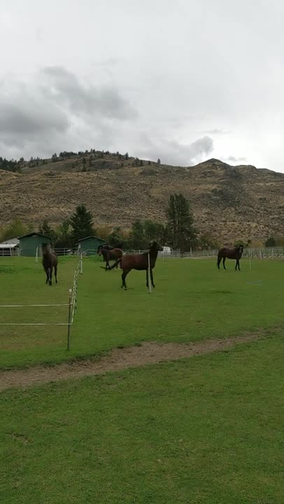 Livestock Farming Of Horses