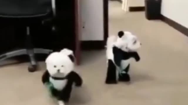 This two cute dog disguised as two cute Pandas