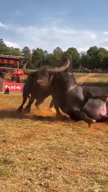 He Killed the Poor Cow|گاو بیچاره را کشت