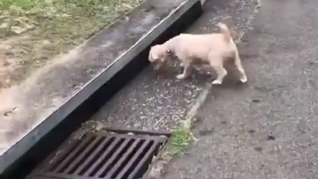 Funny cat video