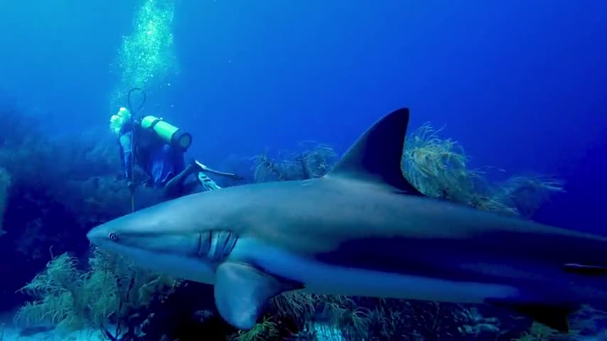 Reef shark in ocean underground