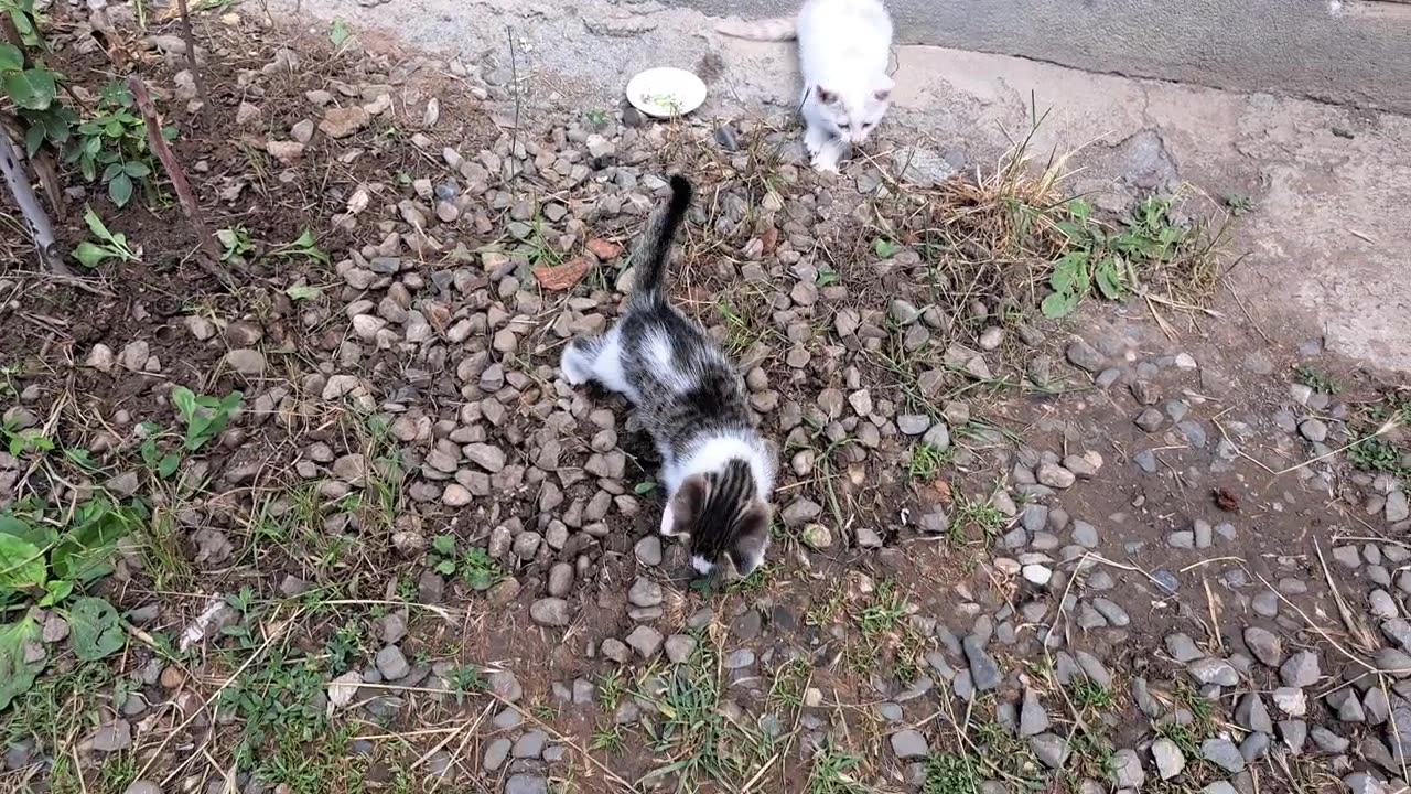 Mischievous Little Kittens are Fighting 🥰 Cute kittens are playing