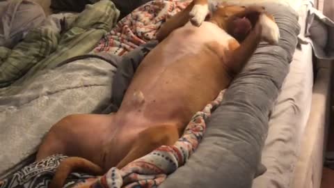 Dog thinks maternity pillow is his new bed