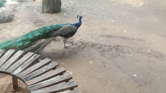 The peacock walks freely