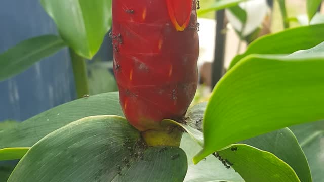 costus spicotus flowers