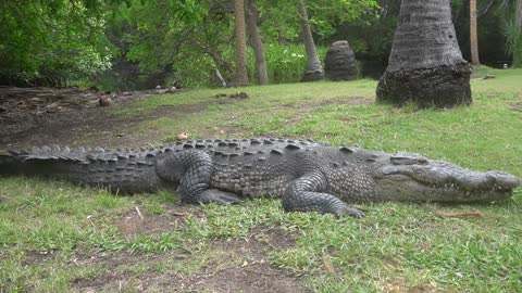 MEXICAN CROCODILE