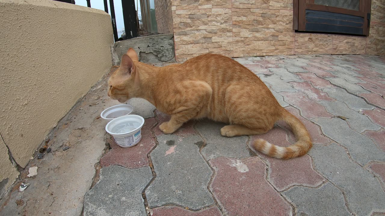 ED SHEERAN - Homeless cat in Ras Al Khaimah, UAE #cat #cats #EdSheeran #emirates #rak #ae #UAE #food