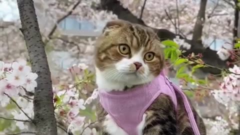 Cute Cats & Funny Cats 😍😍😅😅 #cats #reels #shorts #viral #pets #cat #mmvcats