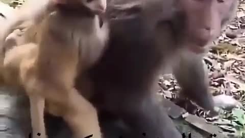 Mother of the little monkey is afraid of him