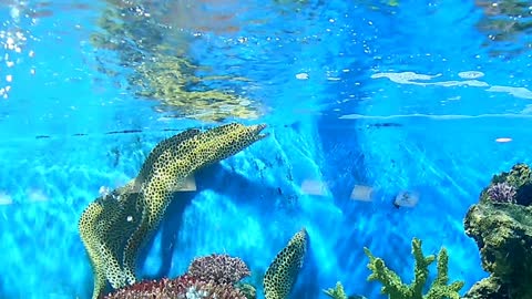 Moray Eels Fish