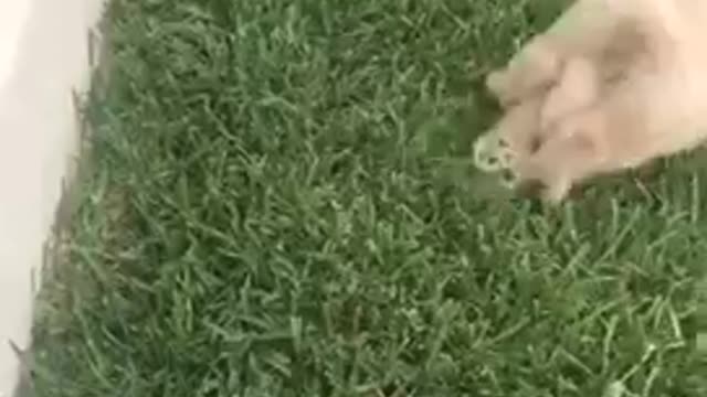 Small white puppy face plant ledge into grass