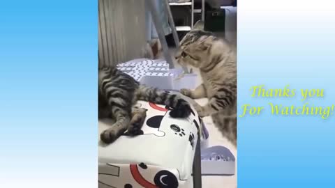 Cute Pets And Funny Animals Compilation (2021)