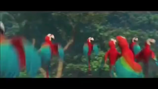 Watch this Cute birds. Birds video