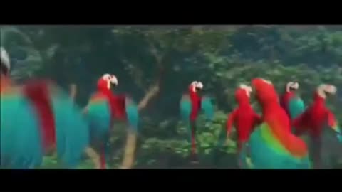 Watch this Cute birds. Birds video