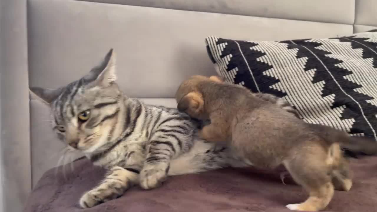 Funny Cat Reaction to little Puppies