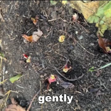 Putting Rhubarb To Bed For the Winter
